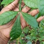 Quassia amara Hoja