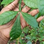 Quassia amara Leaf