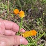 Polygala luteaപുഷ്പം