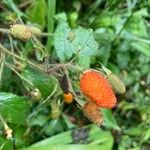 Rubus rosifolius ഇല