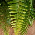 Nephrolepis cordifolia Feuille