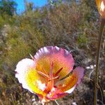 Calochortus plummerae Flower