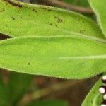 Psiadia anchusifolia Leaf