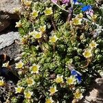 Saxifraga exarata Hábito