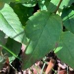Eurybia schreberi Hoja