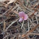 Canscora diffusa Flor