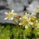 Saxifraga moschata Blodyn