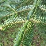 Abies nebrodensis Folio