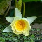 Nymphaea tetragona Flor
