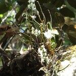 Dendrobium sylvanum Hábitos