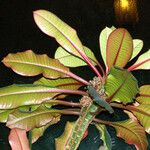 Euphorbia leuconeura Blatt