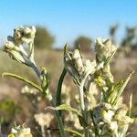 Pseudognaphalium gaudichaudianum Blüte