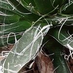 Agave filifera Leaf