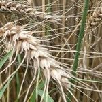 Triticum turgidum Owoc