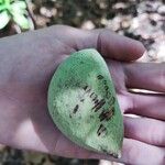 Sterculia apetala Fruit