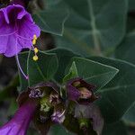 Mirabilis multiflora Хабит