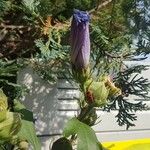 Gentiana angustifolia Cvet