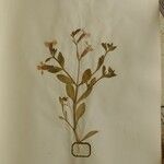 Silene muscipula Mosusu