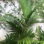 Areca triandra 葉