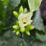 Kalanchoe crenataFlower