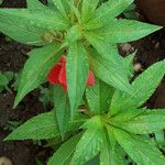 Impatiens balsamina List