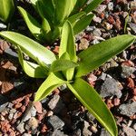 Fritillaria biflora Hábitos