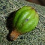 Cryptocarya pluricostata Fruit
