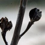 Triglochin bulbosa Fruit