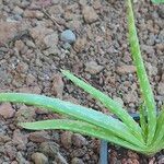 Aloe massawana برگ