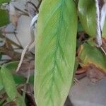 Maranta arundinacea Hoja