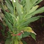 Hedychium coronarium Vekstform