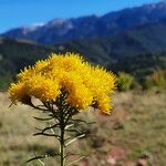 Galatella linosyris Flor