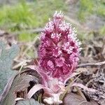 Petasites hybridus Çiçek