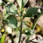 Cardamine parviflora Leaf