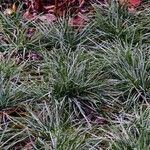 Sesleria caerulea Blad