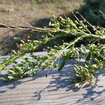 Erigeron canadensisList