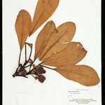 Clusia insignis Fruto