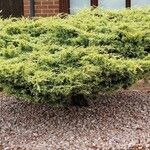 Juniperus horizontalis आदत