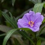 Solanum nudum Flower