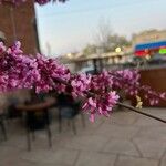 Cercis occidentalis Lorea