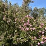 Erica australis Tabia