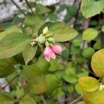 Symphoricarpos albusЦветок