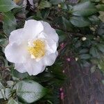 Camellia sasanquaLorea