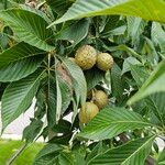 Aesculus glabra Fruit