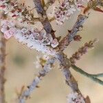 Tamarix mascatensis Flor