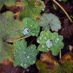 Alchemilla mollis Лист