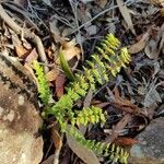 Woodsia ilvensis برگ