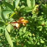 Oemleria cerasiformis Frucht