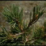 Pinus albicaulis Hostoa