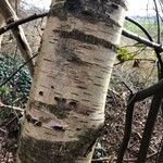 Betula ermanii Corteccia